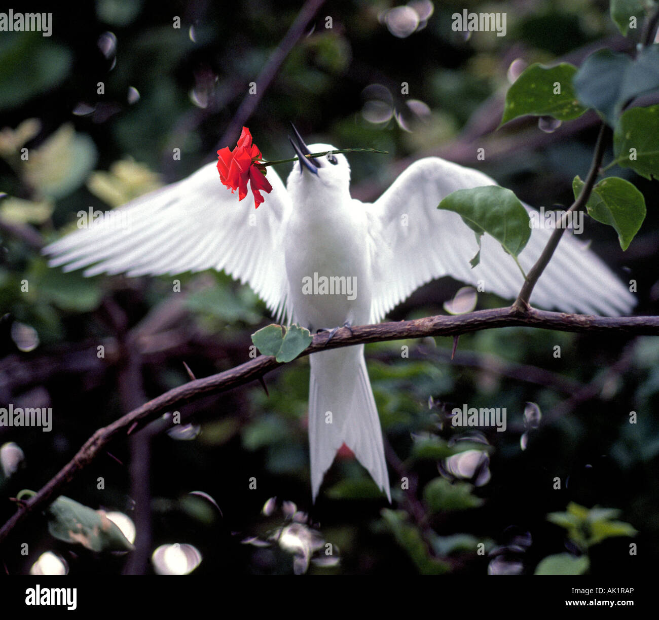 Détail d'un sterne blanc, Sterne blanche, Gygis alba, dans une pluie légère dans les îles Seychelles, Océan Indien. Banque D'Images