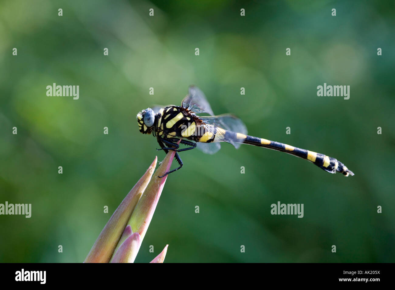 Ictinogomphus rapax. Libellule gomphe des Indiens. L'Inde Banque D'Images