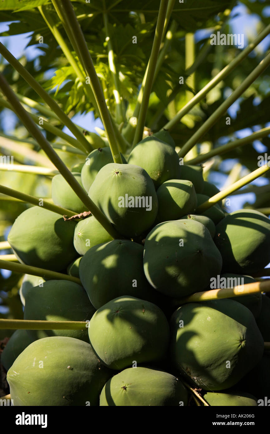 Carica papaya. Papaye sur arbre en Inde Banque D'Images