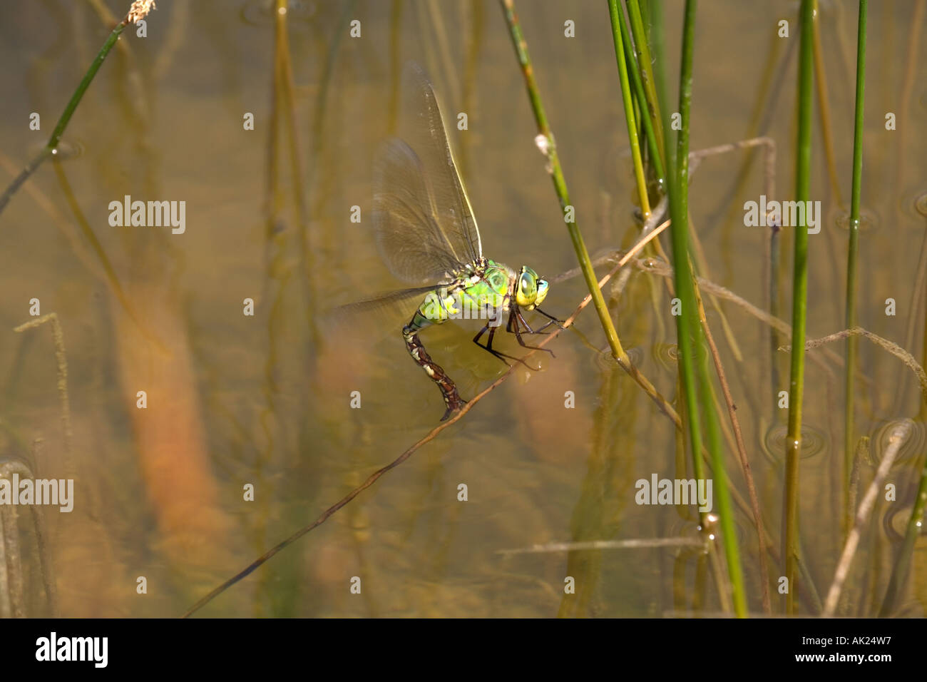 L'empereur libellule Anax imperator femelle sur tige de roseau Cornwall Banque D'Images