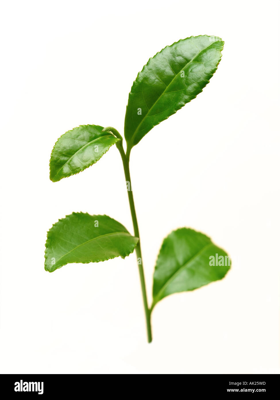 feuille de thé vert Banque D'Images