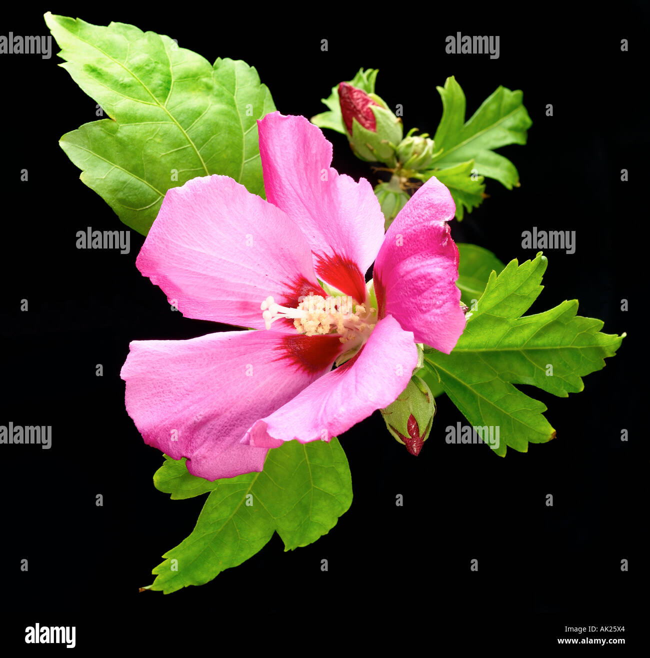 fleur d’Hibiscus Banque D'Images
