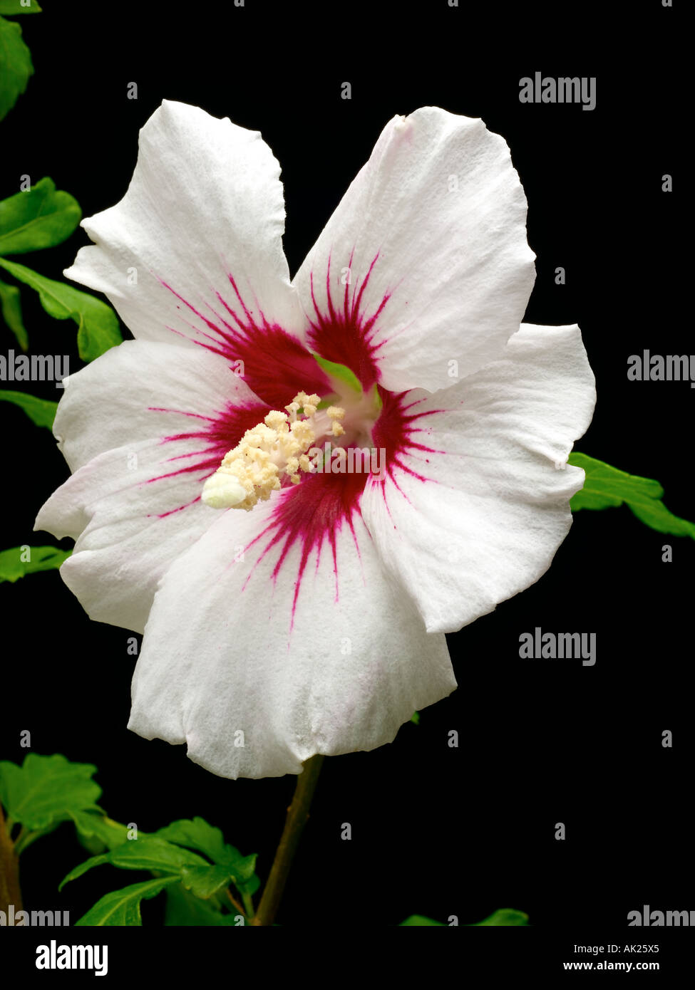 fleur d’Hibiscus Banque D'Images