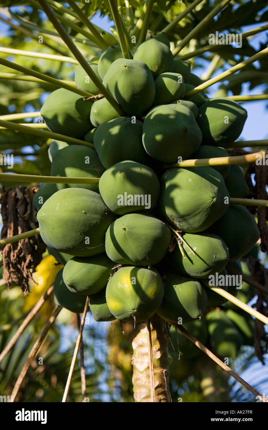 Carica papaya. Papaye sur arbre en Inde Banque D'Images
