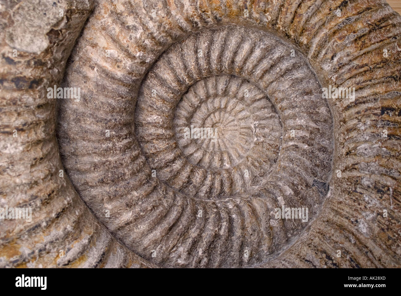 D'une forme en spirale distinctif d'ammonites fossilisées Banque D'Images
