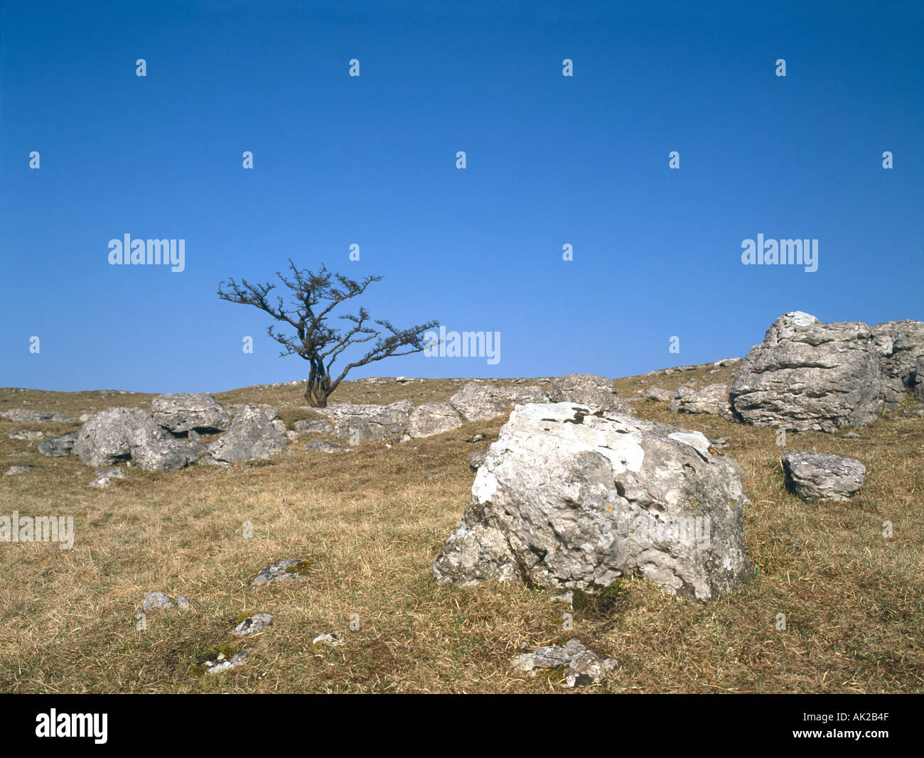 Pierres et arbres sur les Maures au-dessus de Grassington Yorkshire Dales Banque D'Images