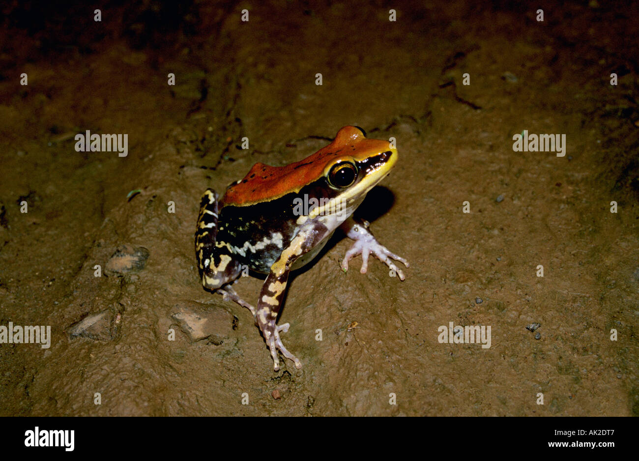 Rana, malbarica fungoid grenouille. Chiplun, Maharasthra, Inde Banque D'Images