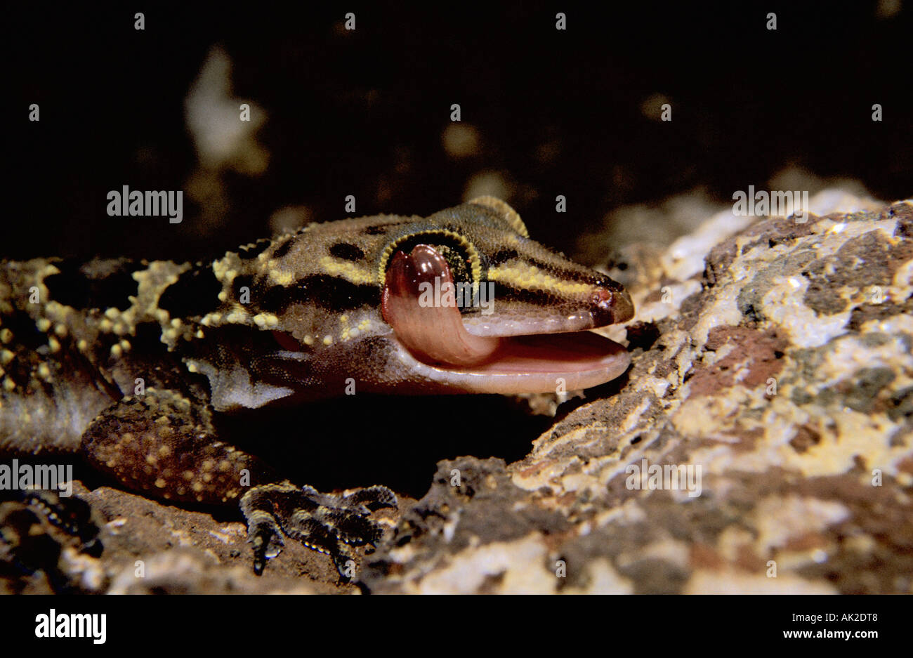 Hemidactailus rock maculatus, nettoyage de l'œil par gecko sa langue maternelle, un shot de Sinhagad, Maharasthra, Inde Banque D'Images