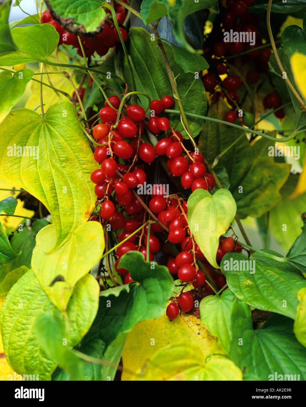 Black bryony Banque de photographies et d’images à haute résolution - Alamy
