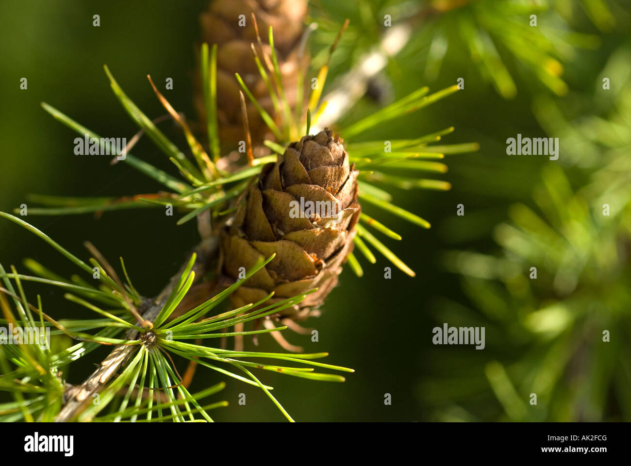 Un cône sur un pin avec aiguilles de pins sur la branche. Banque D'Images