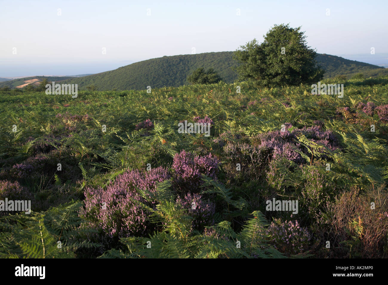 La bruyère et la fougère de la végétation dans l'haut de la collines de Quantock Somerset en Angleterre Banque D'Images