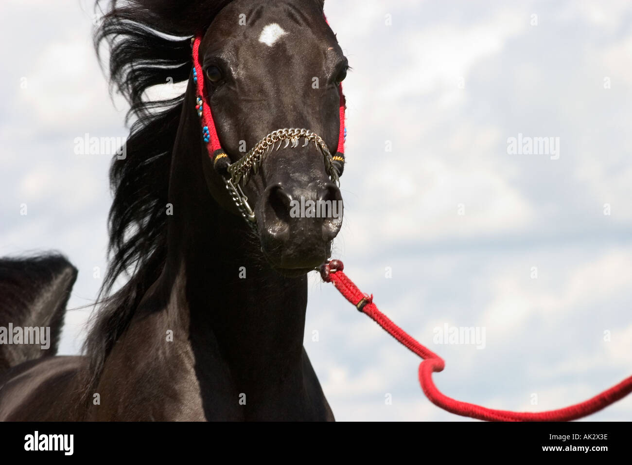 Cheval Arabe noir égyptien à l'Europe de l'événement à Iffezheim près de Baden Baden Allemagne Août 2005 Banque D'Images