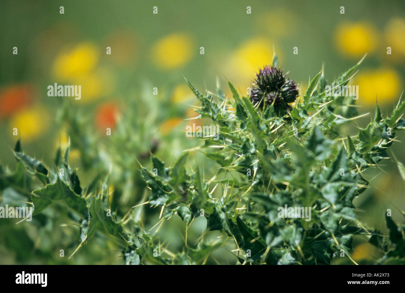 Close-up de plantes alpines dans Parc national de Pirin Bulgarie Banque D'Images