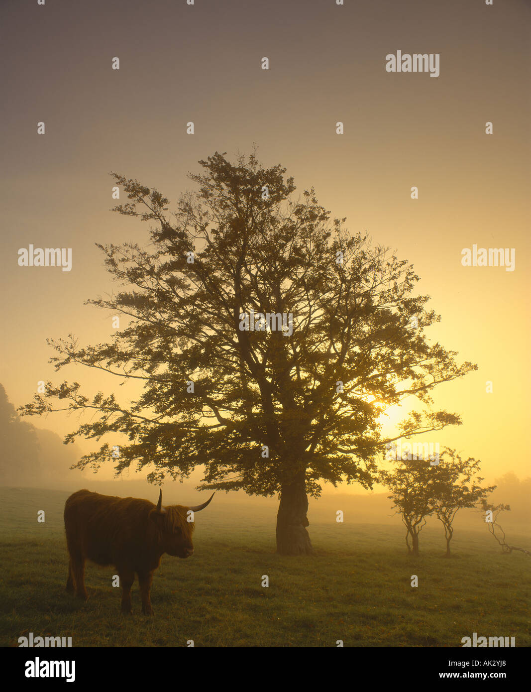 Vache Highland et d'arbres qui se découpent dans la brume contre soleil levant. Stirling, Stirling, Scotland, UK Banque D'Images
