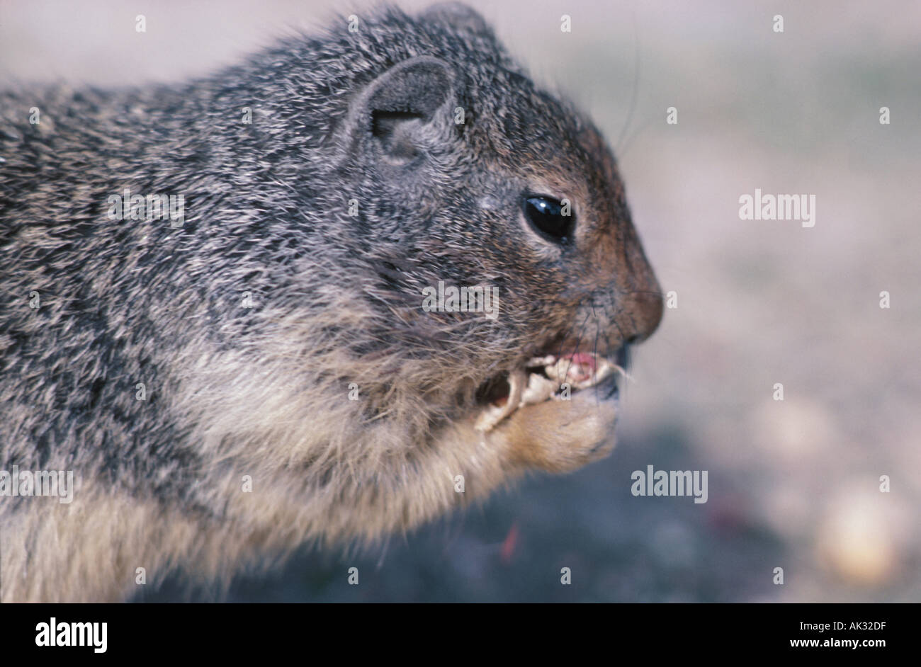 Brown squirrel eating écrou 2 Banque D'Images