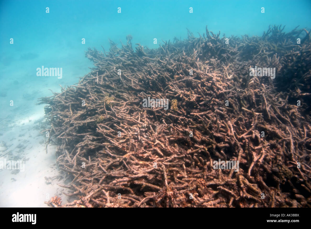 Barrière de Corail mort Photo Stock Alamy