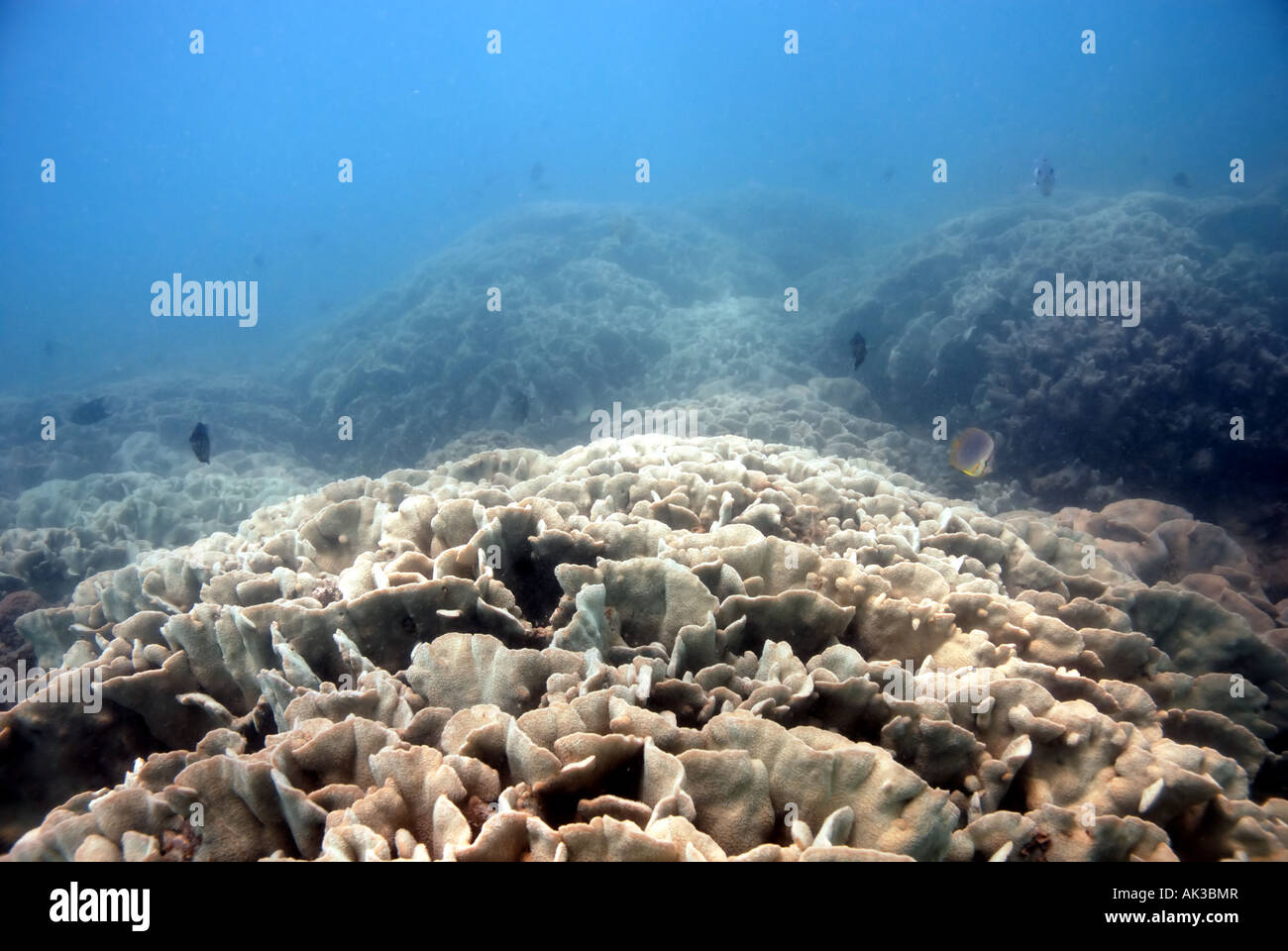 Champs de coraux vivants (Pavona decussata) dans les eaux troubles de Karratha Bay Dampier Archipelago Marine Park Australie Occidentale Banque D'Images