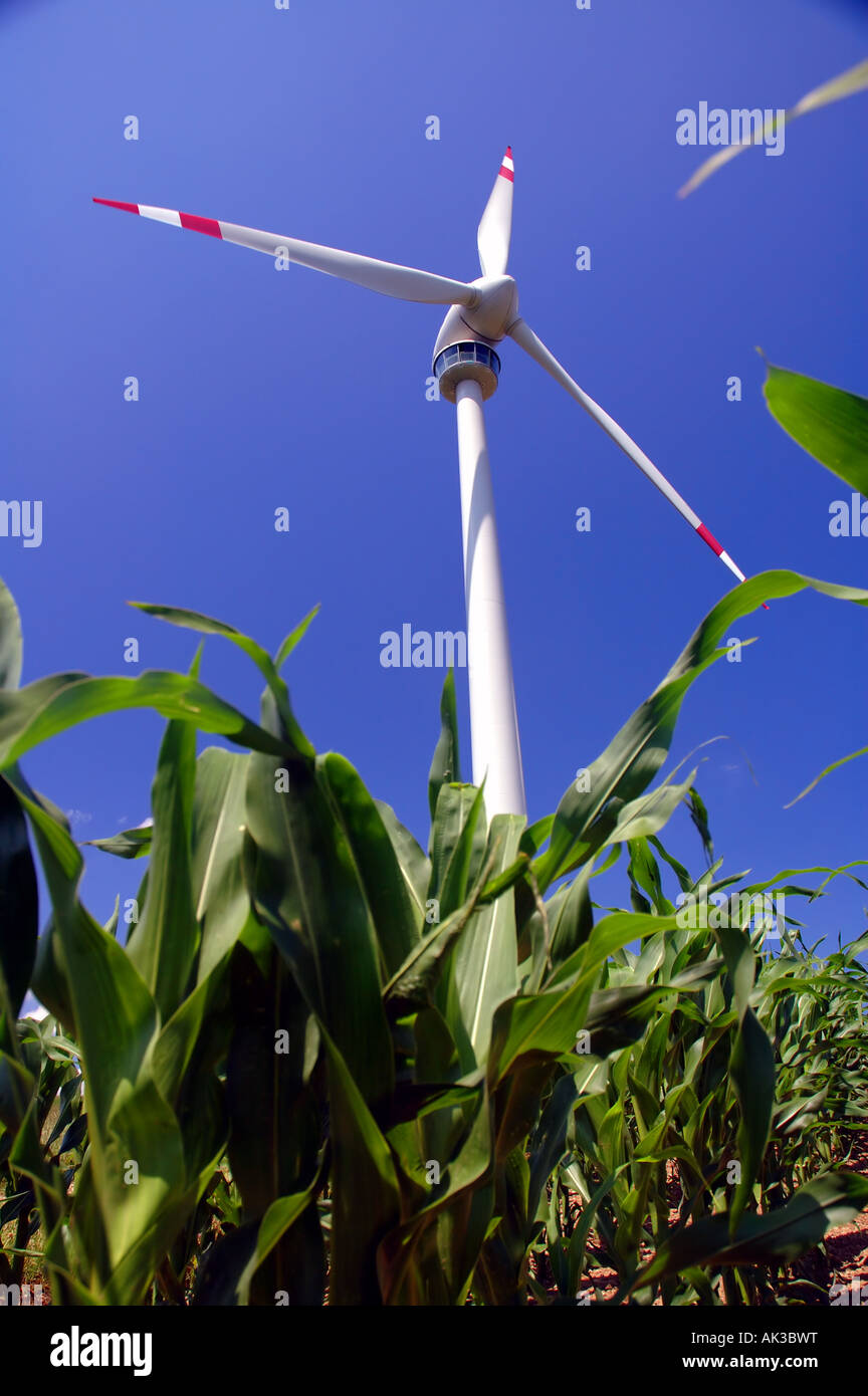 Wind turbine chez les jeunes plants de maïs Lichtenegg Basse-autriche Banque D'Images