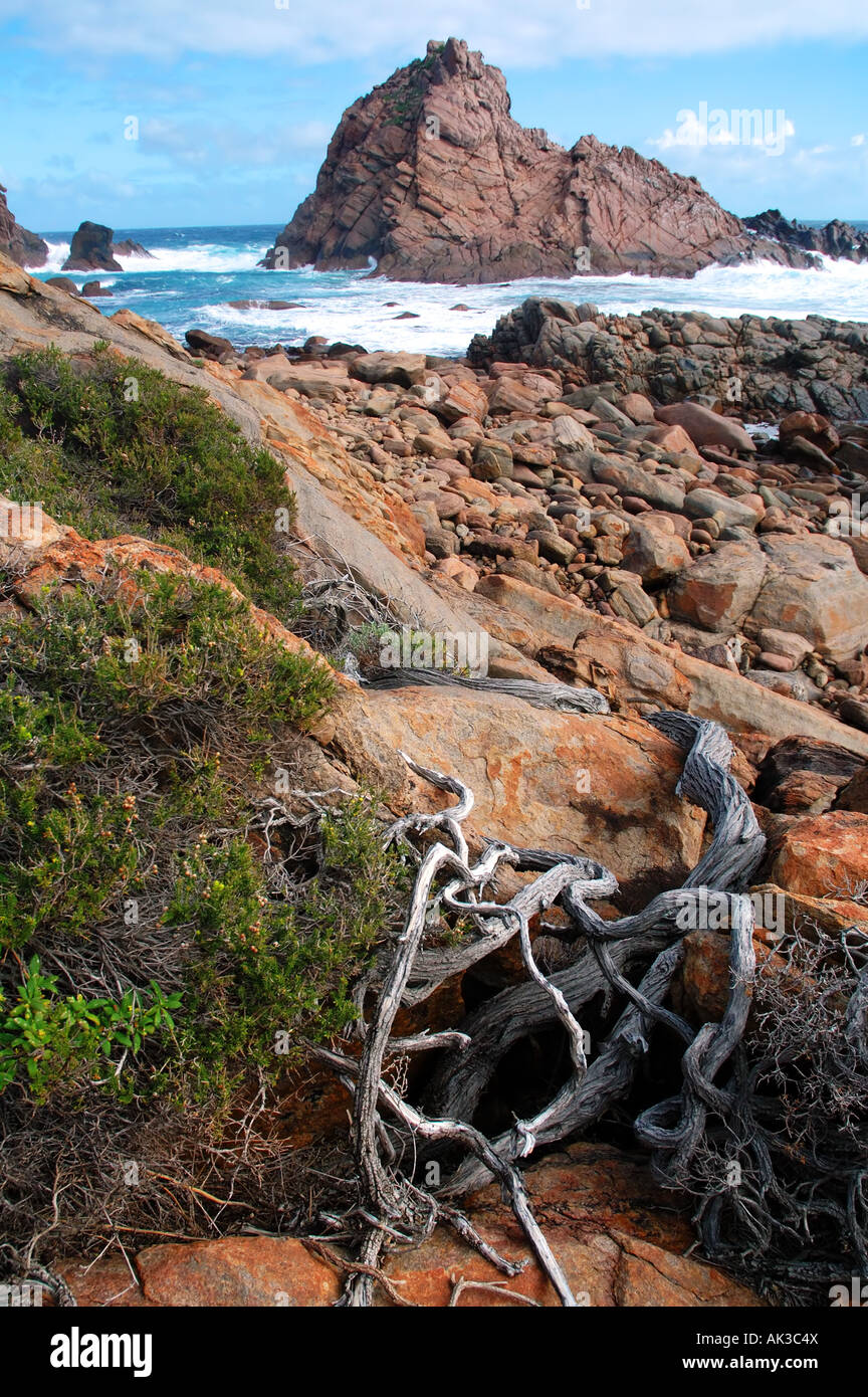 La végétation côtière noueux au parc Rock Leeuwin Naturaliste Parcs Nationaux de la région de Margaret River en Australie de l'Ouest Banque D'Images
