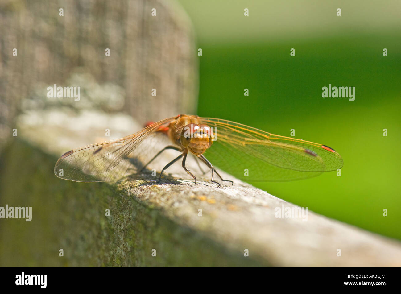 Big Red brown dragon fly libellule libellules assis sur fond vert bois s'étendant les ailes Banque D'Images