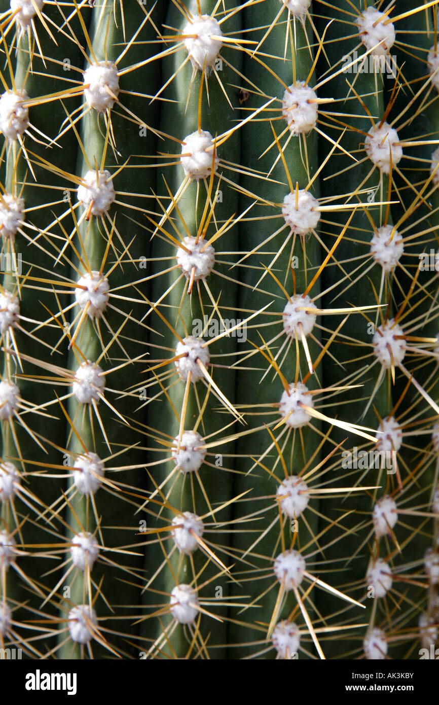Les pointes de cactus au Jardin botanique royal de Kew, Londres Banque D'Images