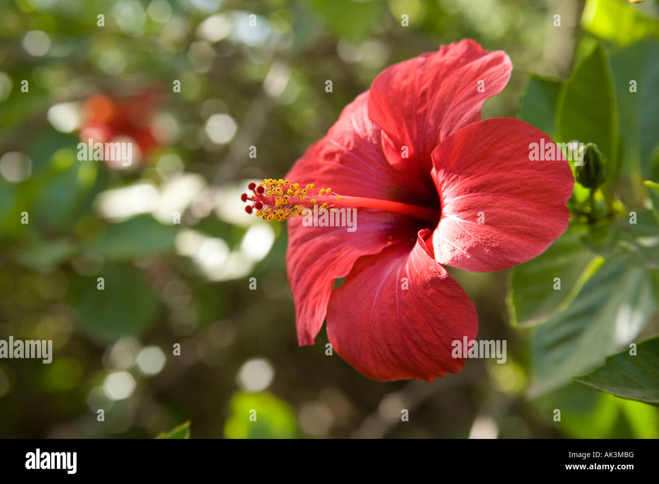Fleur d'Hibiscus rouge, Marrakech, Maroc, Afrique du Nord Photo Stock ...