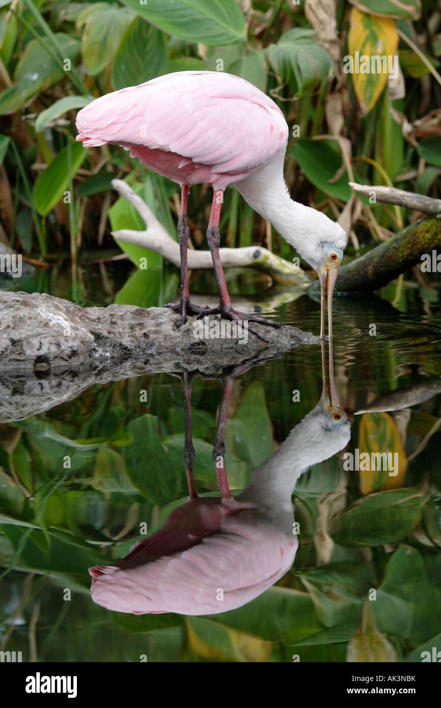 Flamingo bird reflète dans un étang Banque D'Images