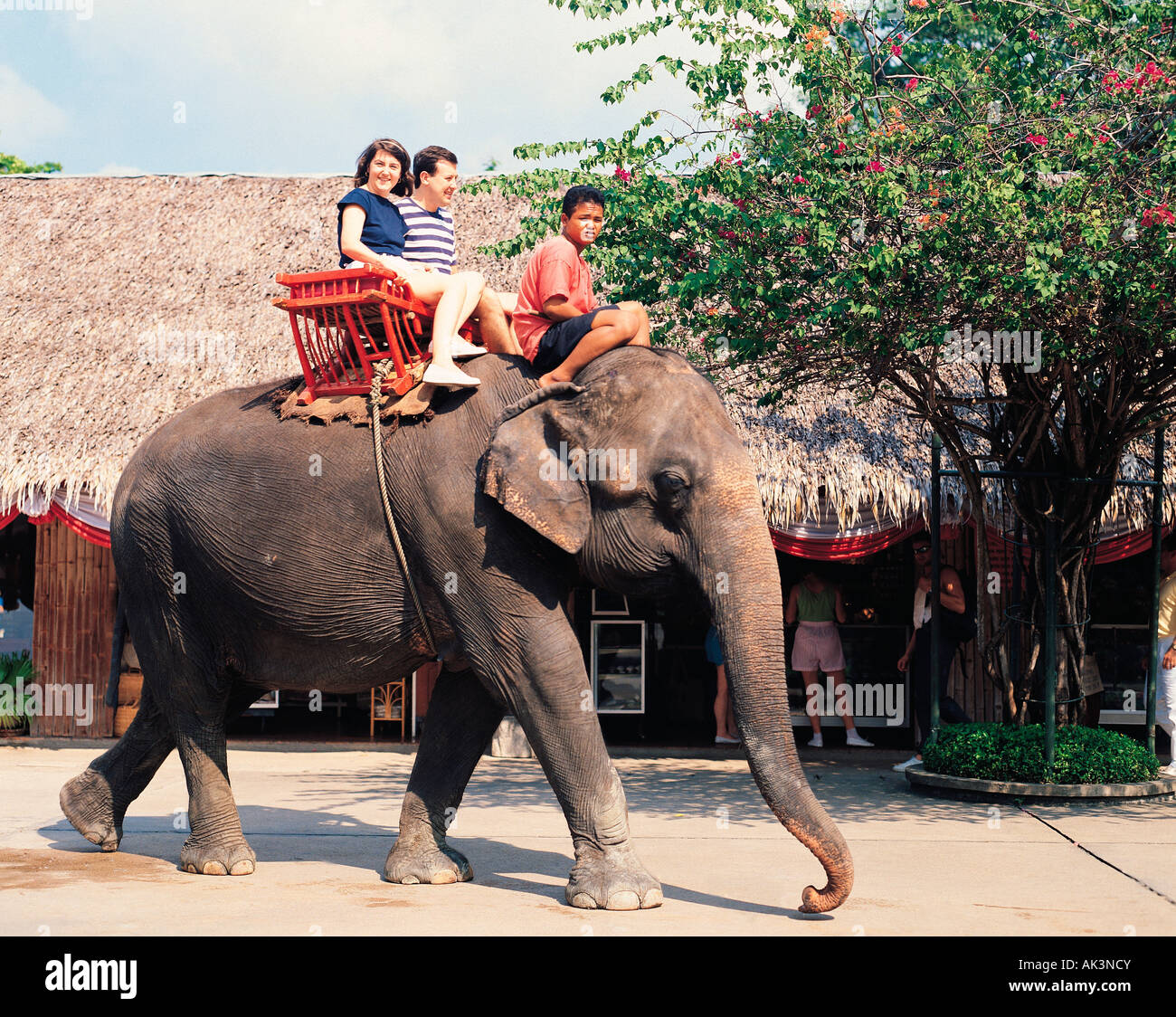 Thaïlande. Nakhon Pathom. Jardin de roses. Couple touristique. Promenade à dos d'éléphant, Banque D'Images