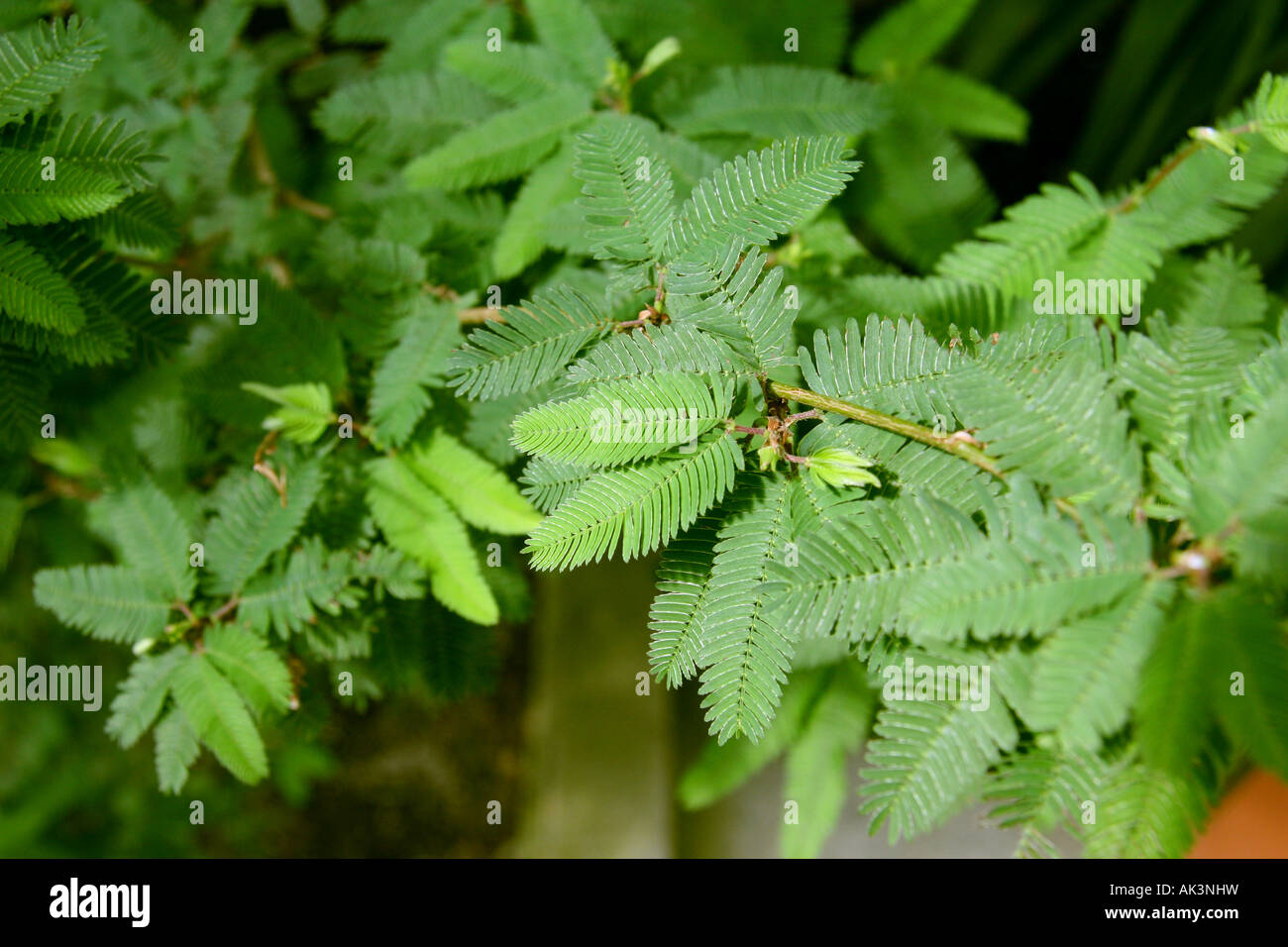 Le Mimosa pudica, plante Sensitive. Banque D'Images