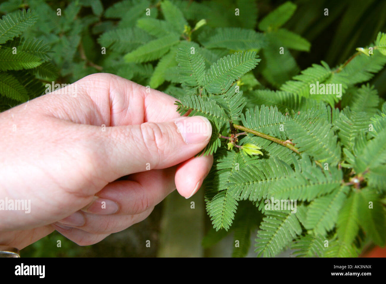 Le Mimosa pudica, plante Sensitive, être touché. Banque D'Images