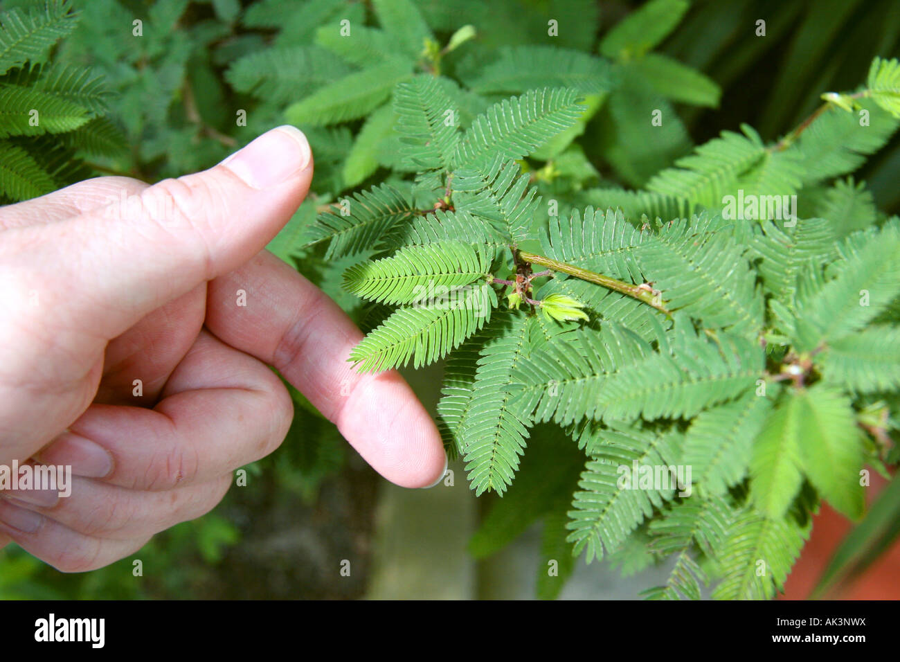 Le Mimosa pudica, plante Sensitive, sur le point d'être touché Banque D'Images