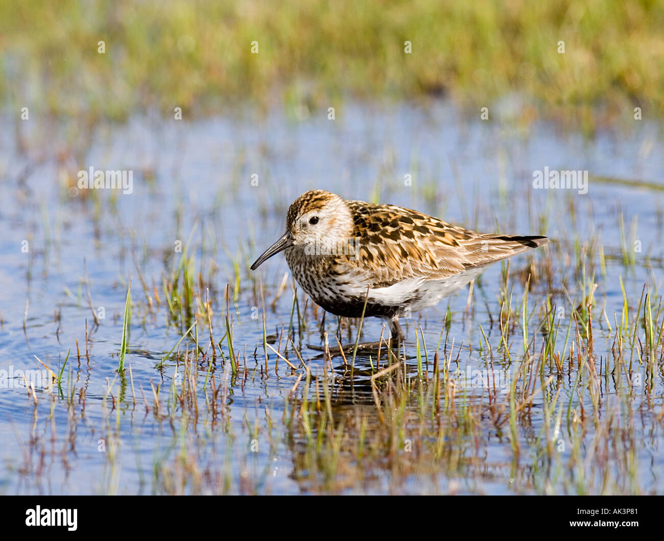 Le bécasseau variable Calidris alpina d'été adultes juin Shetland Banque D'Images
