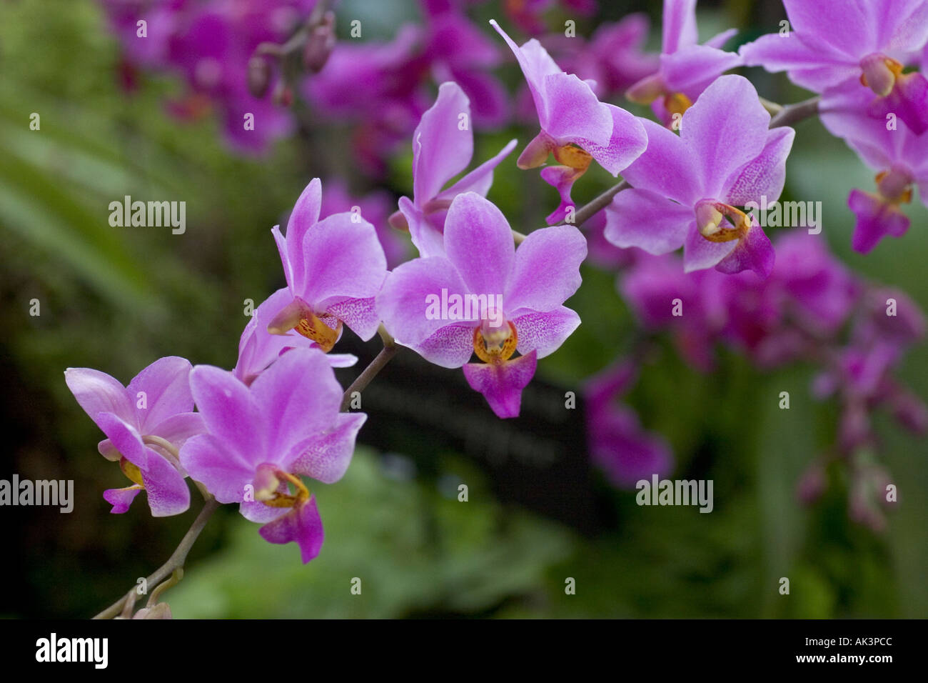 Orchid Doritis pulcherrima buysonniana Banque D'Images