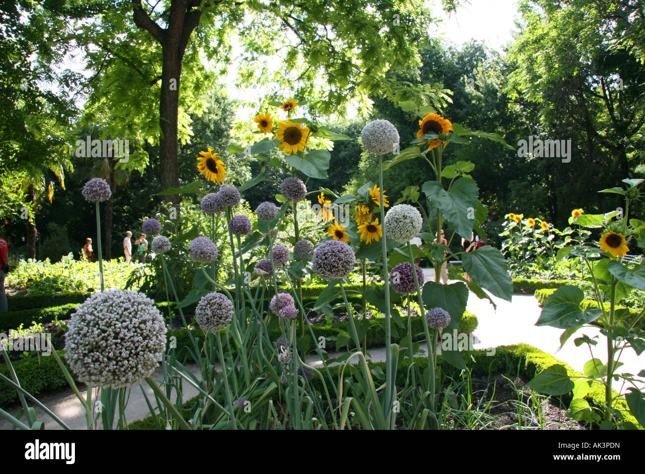 Le jardin au Real Jardín Botánico de Madrid, en Espagne. La floraison Allium porrum (poireau) en premier plan, la famille Alliaceae. Banque D'Images