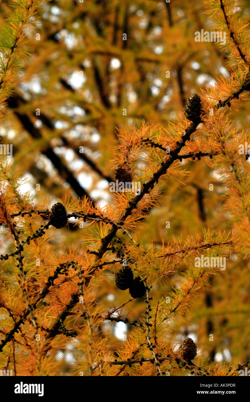 Direction générale de la diagonale, cônes et aiguilles de mélèze (Larix kaempferi Japonais ou Karamatsu) Banque D'Images