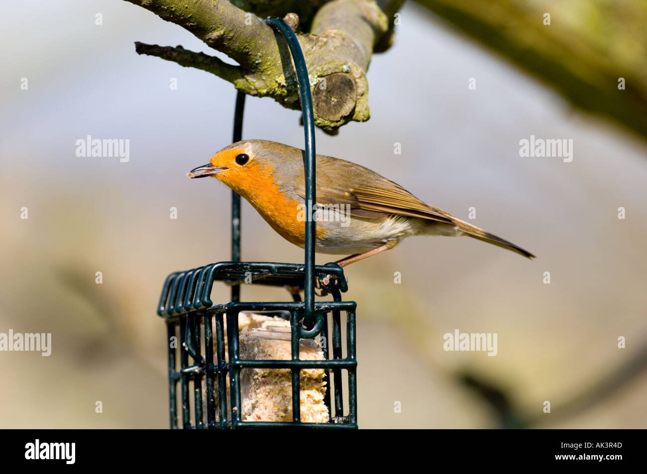Robin Kent UK d'alimentation sur la graisse de l'hiver Banque D'Images