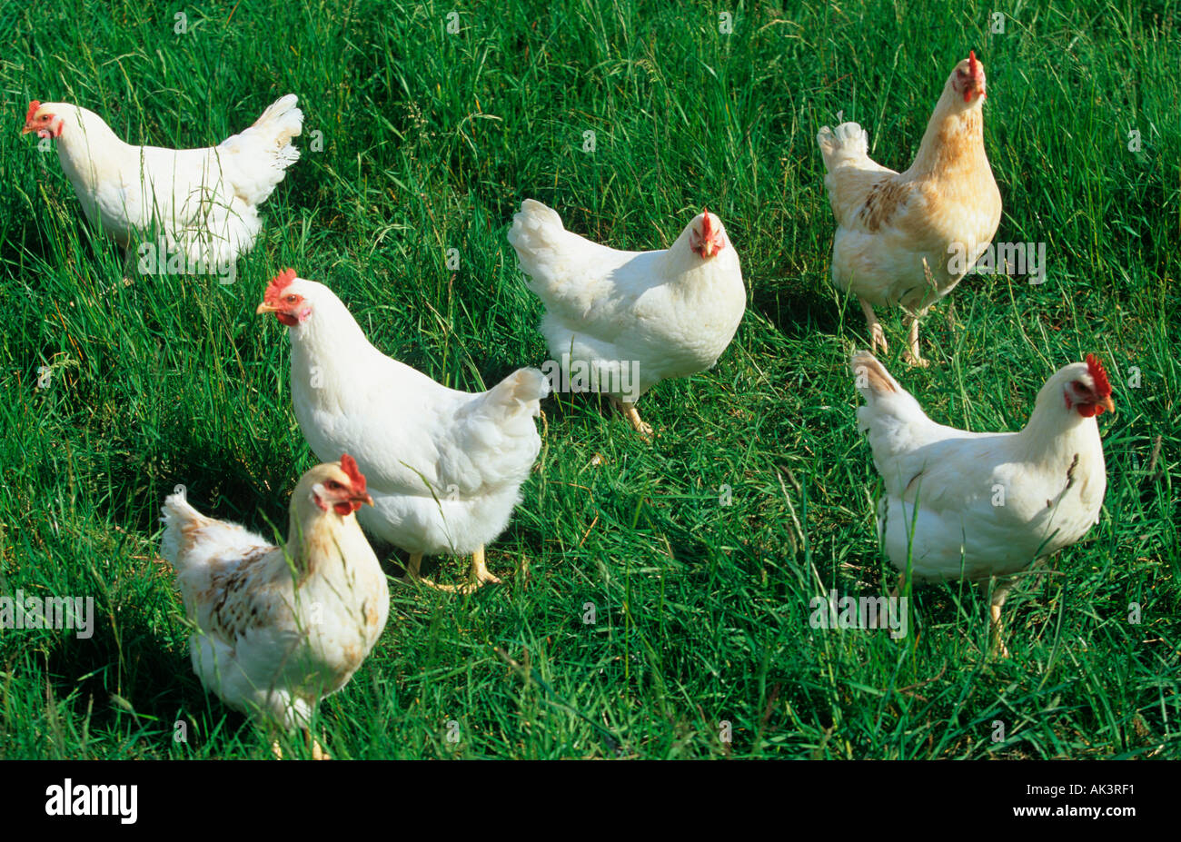 Freerange poulets biologiques Banque D'Images