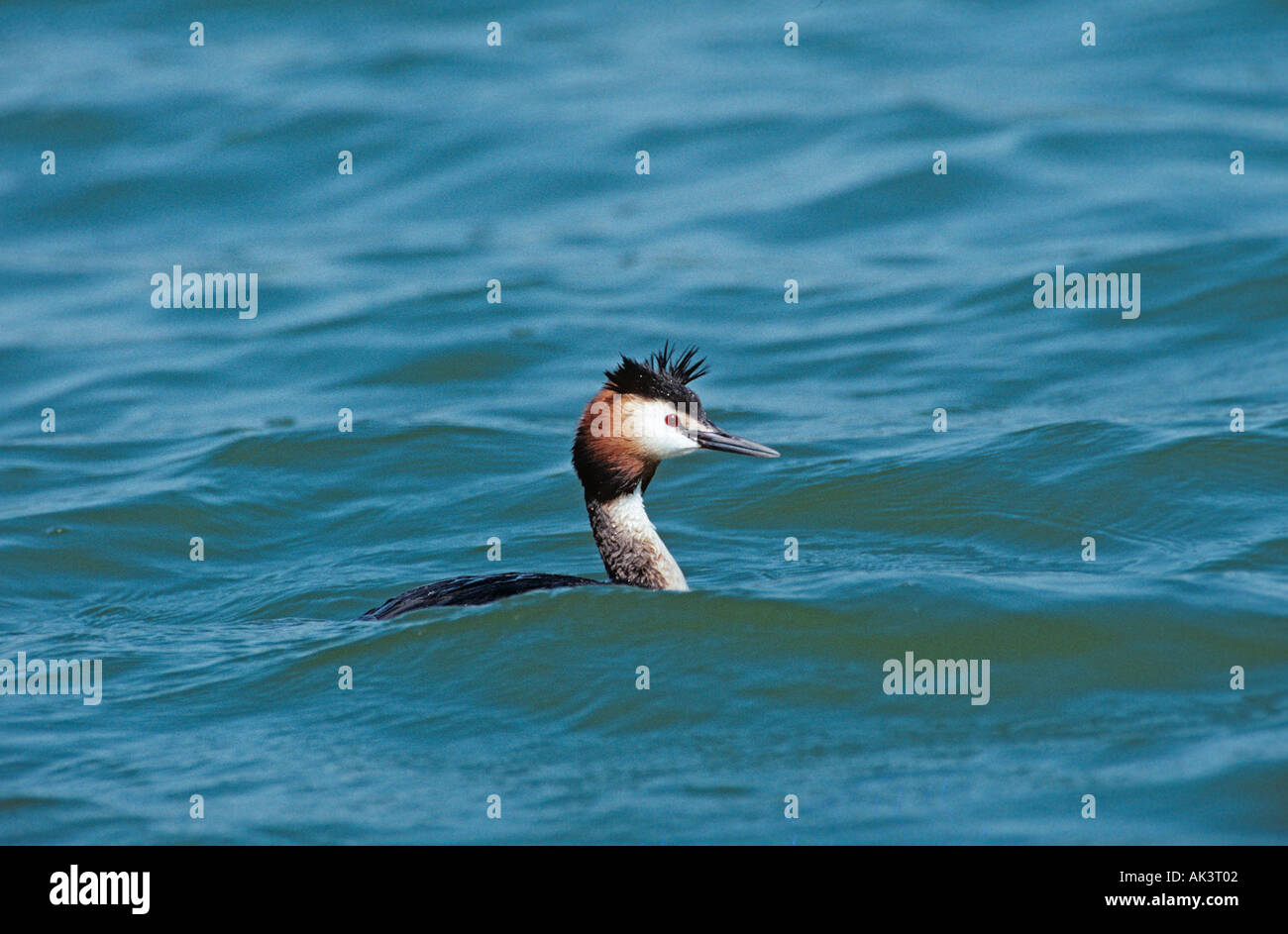 Grèbe huppé Podiceps cristatus Banque D'Images