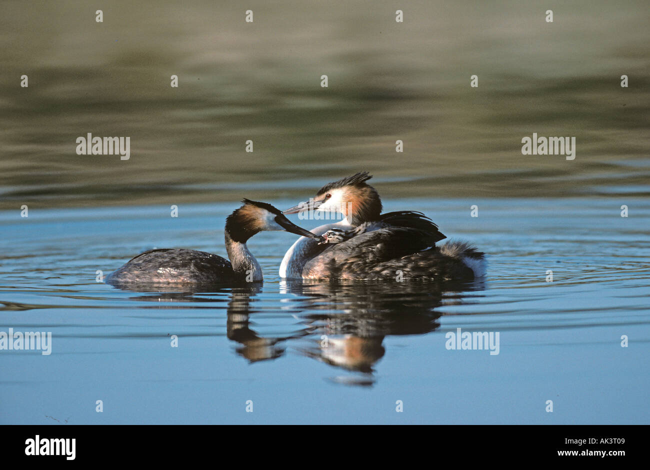 Grèbe huppé Podiceps cristatus avec de jeunes Banque D'Images