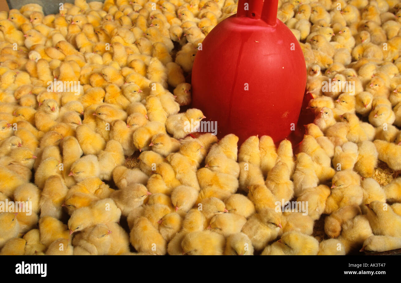 Dayold poulets biologiques Banque D'Images