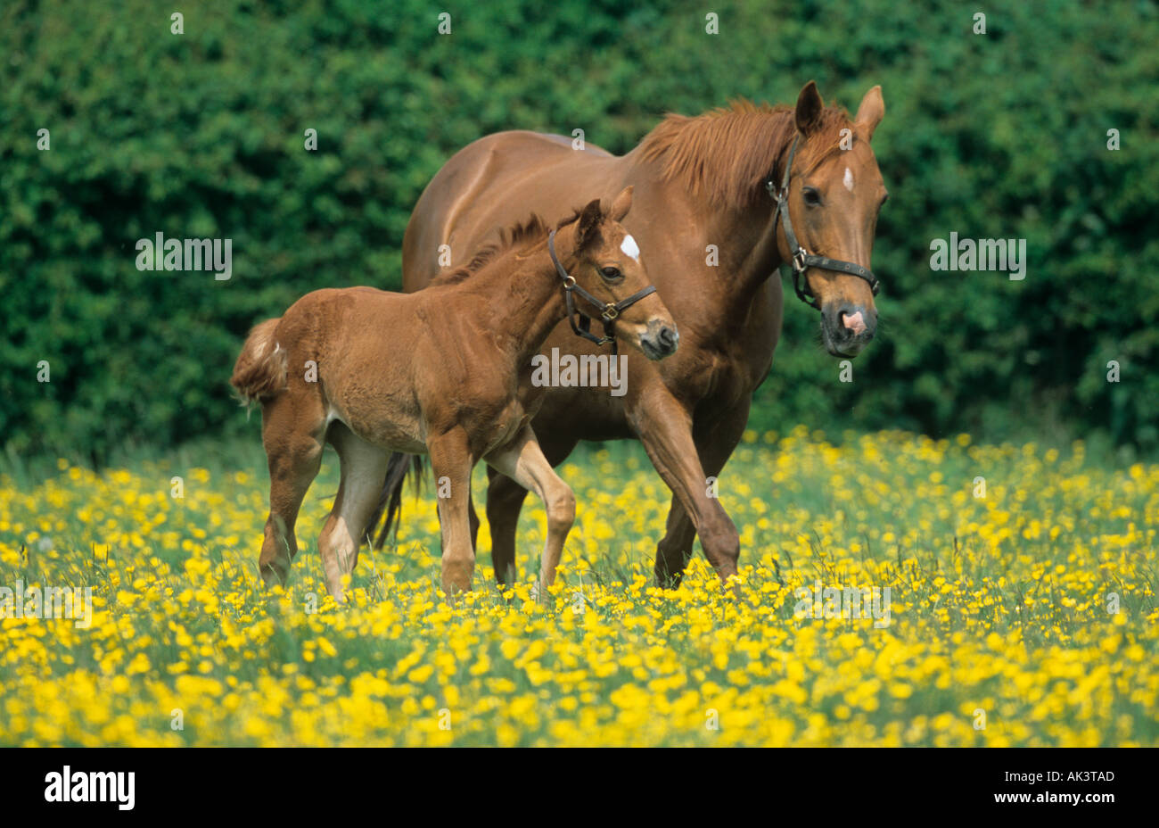 Jument pur-sang poulain en Renoncules Banque D'Images