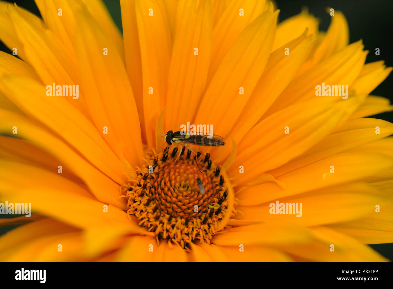 HoverFly (Sphaerophoria scripta) sur MARIGOLD (Calendula officinalis) Banque D'Images HoverFly (Sphaerophoria scripta) sur MARIGOLD (Calendula officinalis) Banque D'Images
