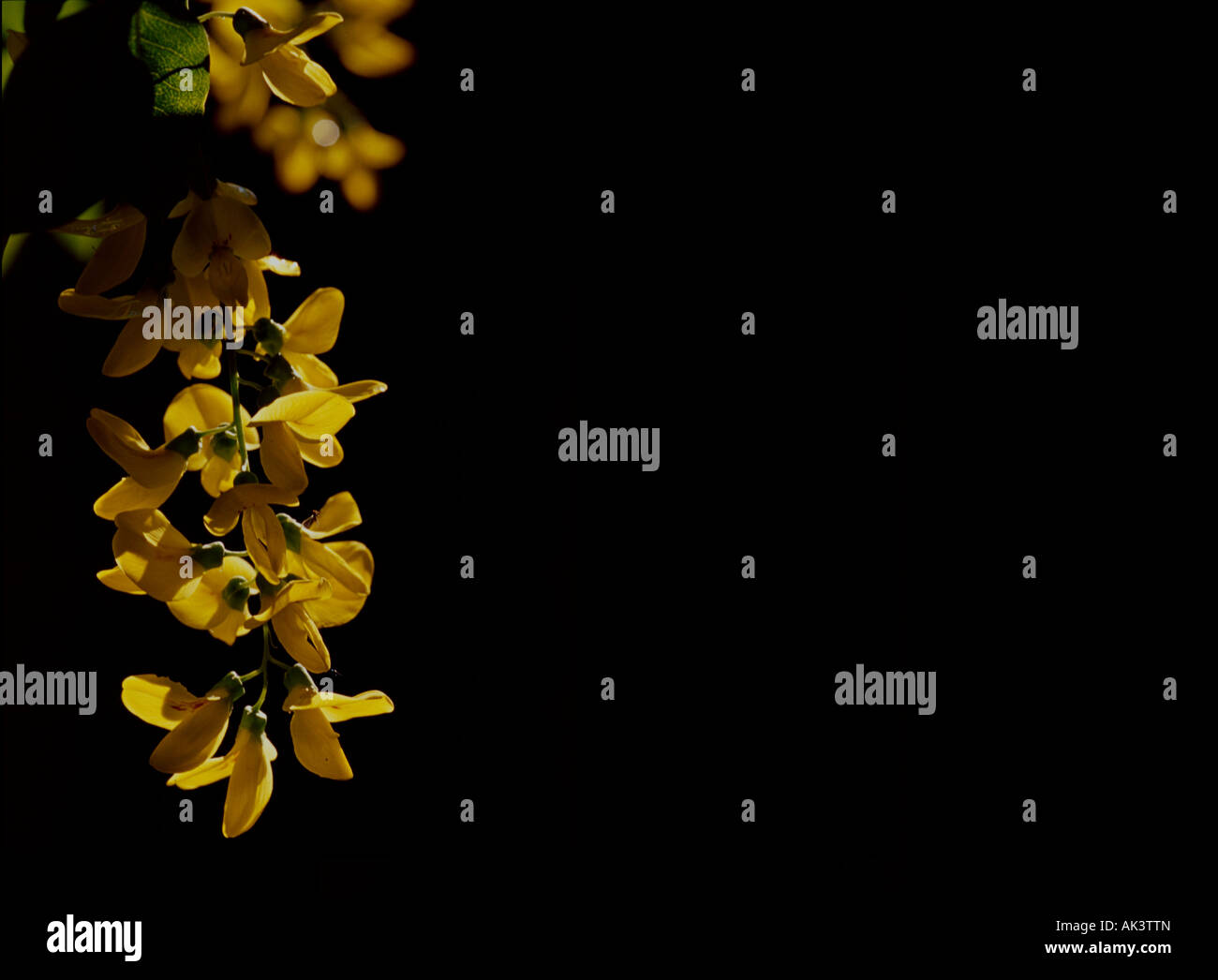 Laburnum (Laburnum x aseri) Banque D'Images Laburnum (Laburnum x aseri) Banque D'Images