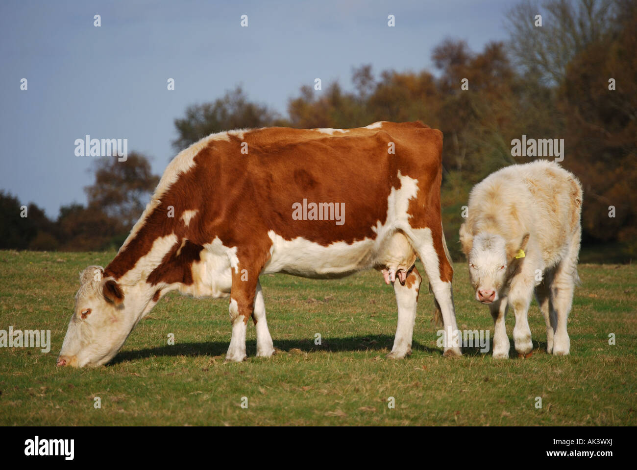 Roaming gratuit vache Hereford et veau, New Forest, Hampshire, Angleterre, Royaume-Uni Banque D'Images