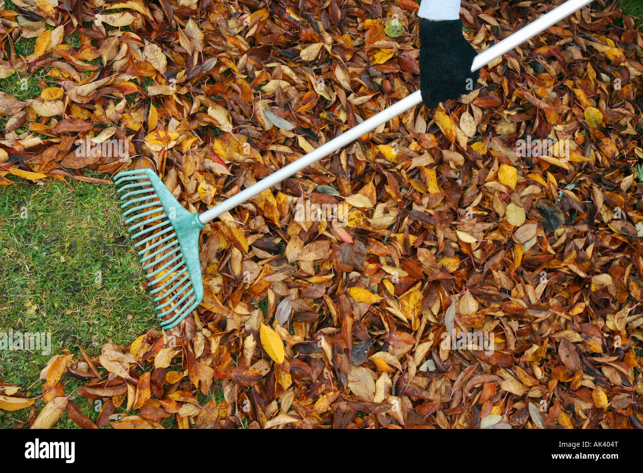 À l'aide d'un râteau pour enlever toutes les feuilles mortes d'une pelouse Banque D'Images