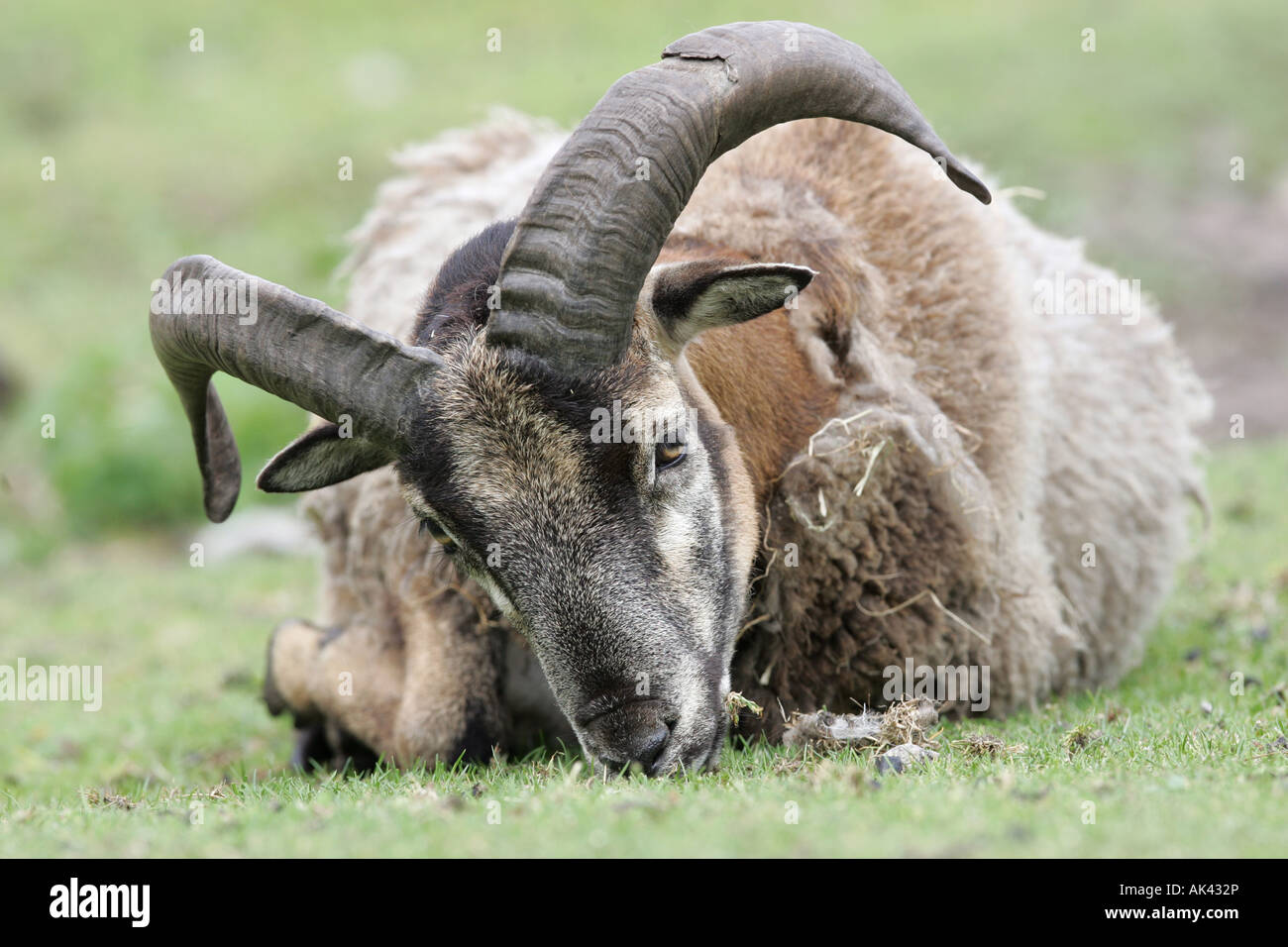 Mouflon européen - Ovis ammon musimon au repos Banque D'Images