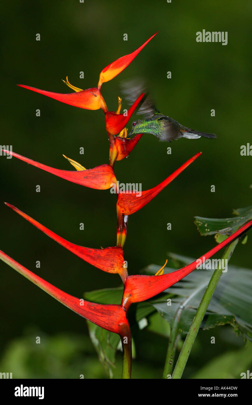 Plumeleteer à ventilation blanche, Chialybura buffonii micans, se nourrissant d'une fleur rouge d'Heliconia dans le parc métropolitain, République du Panama. Banque D'Images