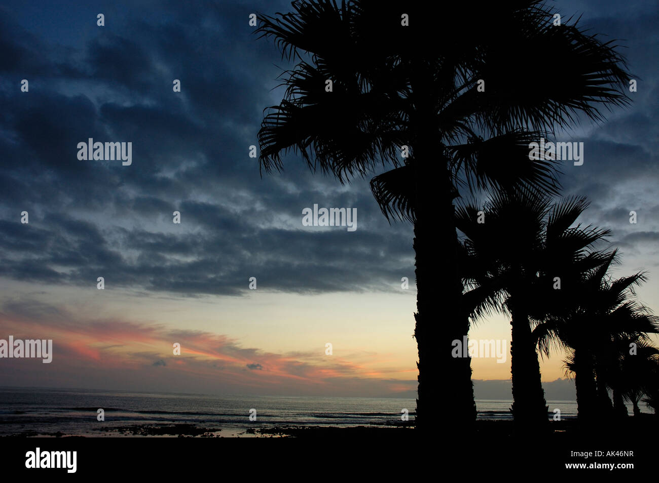 Coucher du soleil des Canaries, Tenerife, paumes silhouetté Banque D'Images