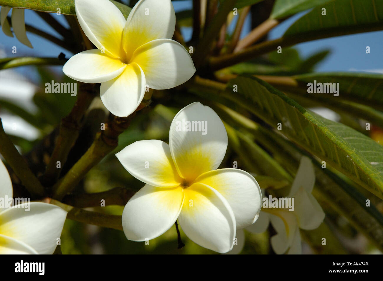 Plumeria frangipani Banque D'Images