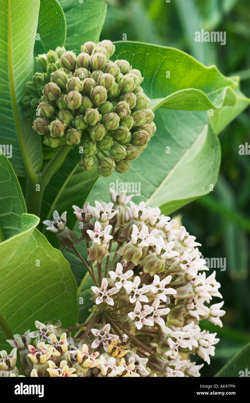 L'asclépiade commune (Asclepias syriaca et fleurs en ombelles bud Banque D'Images